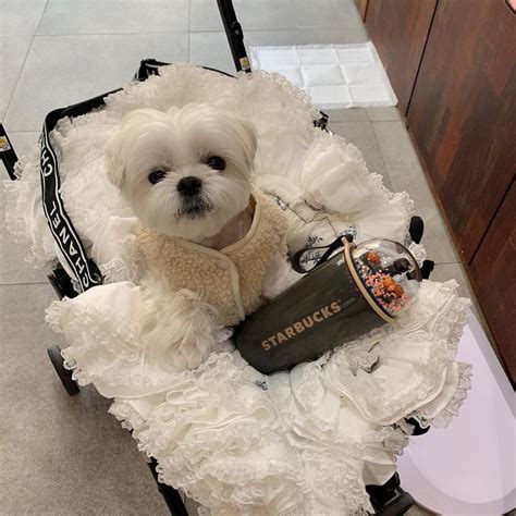 replica chanel dog carrier|Chanel dog apparel.